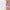 10pcs 3D Adhesive Butterfly Retro Rose Color Nail Art Sticker